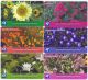 Sběratelská série kartičkových kalendáříků Trvalky a letničky 